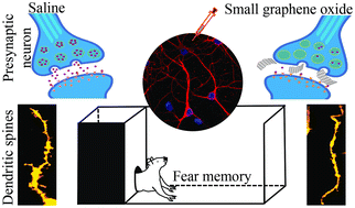 Graphical abstract: Delivery of graphene oxide nanosheets modulates glutamate release and normalizes amygdala synaptic plasticity to improve anxiety-related behavior