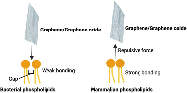 Graphical abstract: Differences in interaction of graphene/graphene oxide with bacterial and mammalian cell membranes