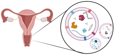 Graphical abstract: Microorganism-derived extracellular vesicles: emerging contributors to female reproductive health