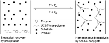 Graphical abstract: Immobilization of enzymes on polymers with upper critical solution temperature: promising engineering of enzymes for biocatalysis