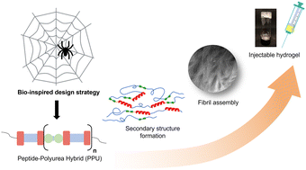 Graphical abstract: Peptide–polyurea hybrids: a platform for tunable, thermally-stable, and injectable hydrogels