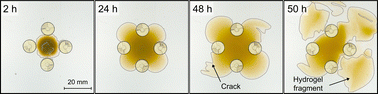 Graphical abstract: Obstructed swelling and fracture of hydrogels