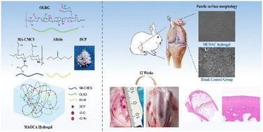 Graphical abstract: A photocrosslinked methacrylated carboxymethyl chitosan/oxidized locust bean gum double network hydrogel for cartilage repair