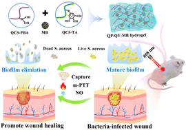 Graphical abstract: Photothermal synergistic nitric oxide controlled release injectable self-healing adhesive hydrogel for biofilm eradication and wound healing