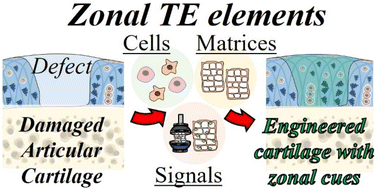 Graphical abstract: Strategies to engineer articular cartilage with biomimetic zonal features: a review