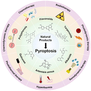 Graphical abstract: Pyroptosis induced by natural products and their derivatives for cancer therapy