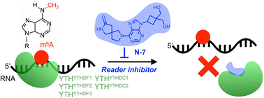 Graphical abstract: Discovery of a new inhibitor for YTH domain-containing m6A RNA readers