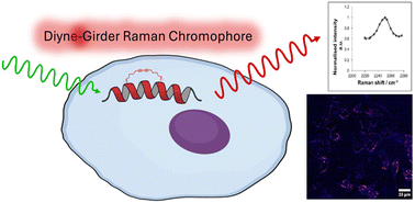 Graphical abstract: Raman active diyne-girder conformationally constrained p53 stapled peptides bind to MDM2 for visualisation without fluorophores
