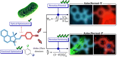 Graphical abstract: Exploring mitochondrial targeting: an innovative fluorescent probe reveals Nernstian potential and partitioning combination