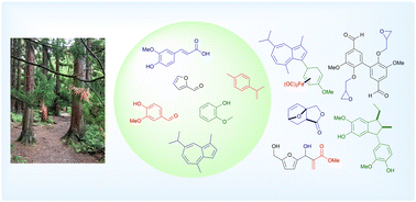 Graphical abstract: Carbon–carbon bond formation using aromatics from biomass