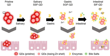 Graphical abstract: Cd-containing quantum dots transform during simulated human digestion causing increased adverse subcellular effects to intestinal cells