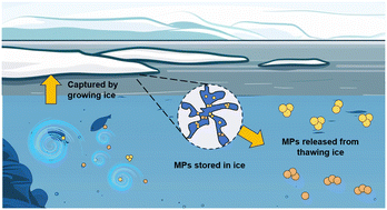 Graphical abstract: Seasonal ice encapsulation: the pivotal influence on microplastic transport and fate in cold regions