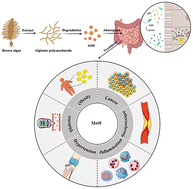 Graphical abstract: The therapeutic effect and possible mechanisms of alginate oligosaccharide on metabolic syndrome by regulating gut microbiota