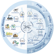 Graphical abstract: Biosynthesis of polyhydroxyalkanoates (PHAs) from organic waste-derived volatile fatty acids (VFAs)