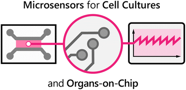 Graphical abstract: Microsensor systems for cell metabolism – from 2D culture to organ-on-chip (2019–2024)