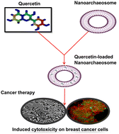 Graphical abstract: Quercetin-loaded nanoarchaeosomes for breast cancer therapy: a ROS mediated cell death mechanism