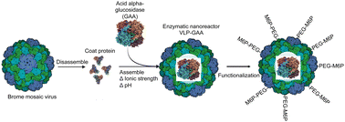 Graphical abstract: Virus-based enzymatic nanoreactors with acid alpha-glucosidase for the potential treatment of Pompe disease