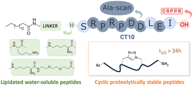 Graphical abstract: Design and synthesis of cyclic lipidated peptides derived from the C-terminus of Cx43 for hemichannel inhibition and cardiac endothelium targeting