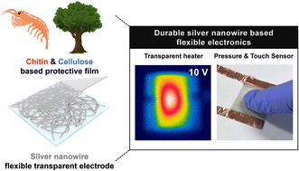 Graphical abstract: Durable silver nanowire transparent electrodes enabled by biorenewable nanocoating using chitin and cellulose nanofibers for flexible electronics