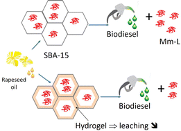 Graphical abstract: Supramolecular biosourced hydrogelator: a green tool for tailoring the pore size of mesostructured silica for enzyme immobilization