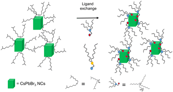 Graphical abstract: Short-branched alkyl sulfobetaine-passivated CsPbBr3 nanocrystals for efficient green light emitting diodes