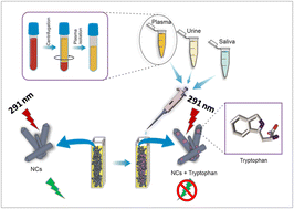 Graphical abstract: Orotic acid-capped Tb(iii)-doped calcium sulphate nanorods for the selective detection of tryptophan