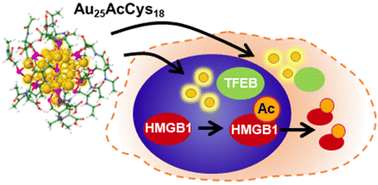 Graphical abstract: Gold nanoclusters Au25AcCys18 normalize intracellular ROS without increasing cytoplasmic alarmin acHMGB1 abundance in human microglia and neurons