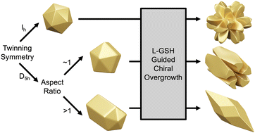 Graphical abstract: 532- and 52-symmetric Au helicoids synthesized through controlled seed twinning and aspect ratio