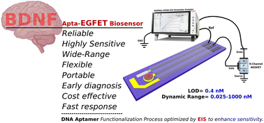 Graphical abstract: Enhanced detection of Brain-Derived Neurotrophic Factor (BDNF) using a reduced graphene oxide field-effect transistor aptasensor