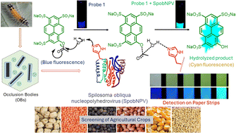 Graphical abstract: Rapid paper-based optical sensing of Spilosoma obliqua nucleopolyhedrovirus via ester hydrolysis