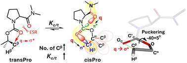 Graphical abstract: cisPro stabilization in prolyl carbamates influenced by tetrel bonding interactions
