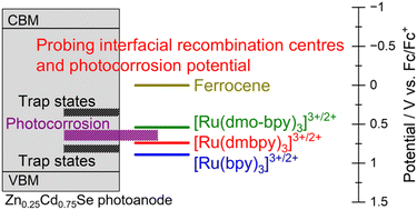 Graphical abstract: Precise analyses of photoelectrochemical reactions on particulate Zn0.25Cd0.75Se photoanodes in nonaqueous electrolytes using Ru bipyridyl complexes as a probe