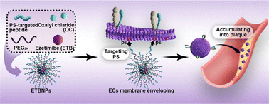 Graphical abstract: Universal cell membrane camouflaged nano-prodrugs with right-side-out orientation adapting for positive pathological vascular remodeling in atherosclerosis