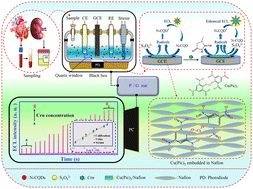 Graphical abstract: A fast and highly selective ECL creatinine sensor for diagnosis of chronic kidney disease