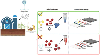 Graphical abstract: Selection of a DNA aptamer for aflatoxin B1 and the development of a lateral flow assay for the detection of aflatoxins in spiked peanut extract