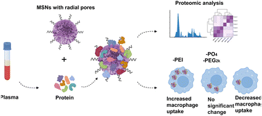 Graphical abstract: Regulation of macrophage uptake through the bio-nano interaction using surface functionalized mesoporous silica nanoparticles with large radial pores
