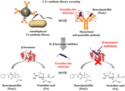Graphical abstract: Penicillin-like mimotopes from autodisplayed Fv-antibody library inhibiting β-lactamase activity