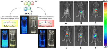 Graphical abstract: Dual-responsive fluorescent sensors for the detection and discrimination of sulphur and nitrogen mustards