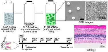 Graphical abstract: Retinal hypoxia reversal with PLGA-oxygen nanobubbles