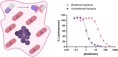 Graphical abstract: Contributions of β-lactamase substrate specificity and outer membrane permeability to the antibiotic sheltering of β-lactam-susceptible bacteria