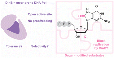 Graphical abstract: The bacterial stress response polymerase DinB tolerates sugar modifications and preferentially incorporates arabinosyl nucleotides