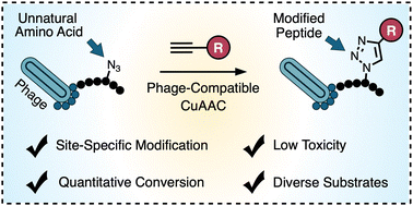 Graphical abstract: Copper-catalysed azide–alkyne cycloaddition on live M13 bacteriophage for expanding the molecular diversity of phage-displayed peptide libraries