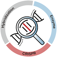 Graphical abstract: Chemical tools for discriminating single nucleotide variants: from design principles to clinical applications