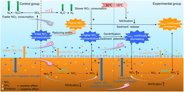 Graphical abstract: Study on the mechanism of Phoslock's impact on nitrogen migration at the sediment–water interface