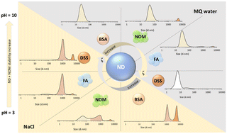 Graphical abstract: Stability of nanodiamonds and carbon dots in aqueous environments: insights into aggregation behavior and additive influence