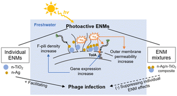 Graphical abstract: Sublethal effects of photoactive engineered nanomaterials on filamentous bacteriophage infection and E. coli gene expression in freshwater