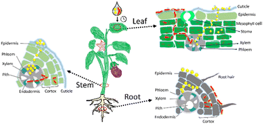 Graphical abstract: Unravelling the role of nanoparticle morphology during uptake and transport in eggplants