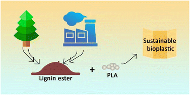 Graphical abstract: Tuning ester derivatives of organosolv vs. technical lignin for improved thermoplastic materials