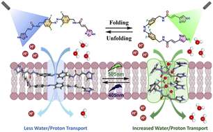 Graphical abstract: Photo-modulation of proton/water transmembrane transport through bis(imidazole-amide)-tetrafluoro-azobenzene switch