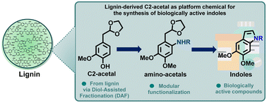 Graphical abstract: Modular synthetic routes to biologically active indoles from lignin